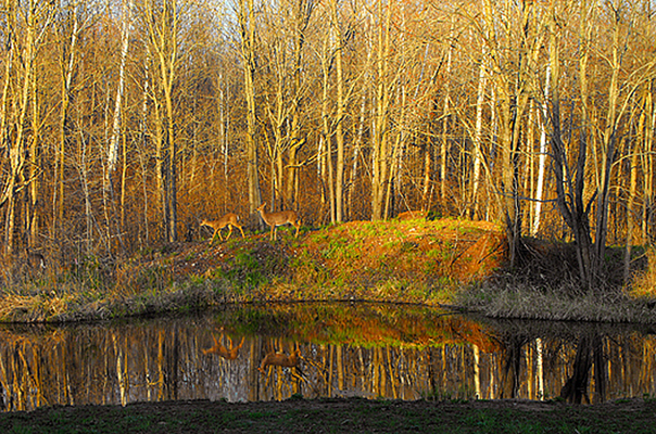 In Our Neighborhood/