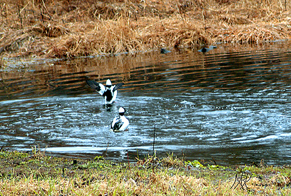 In Our Neighborhood/