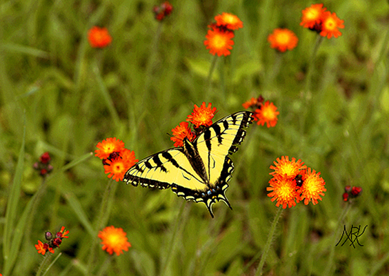 In Our Neighborhood/