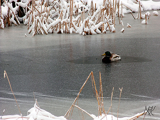 In Our Neighborhood/