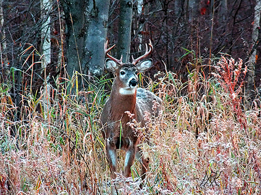 In Our Neighborhood/