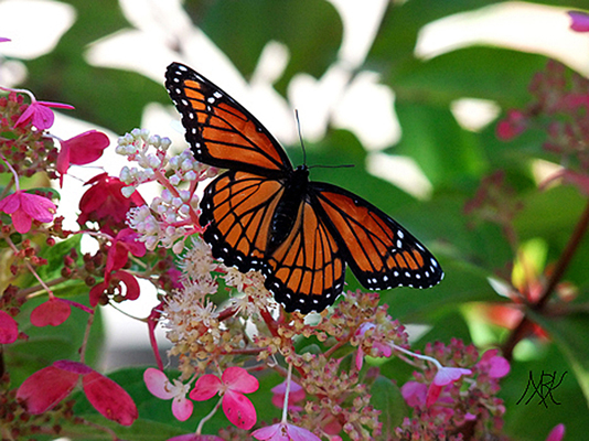 In Our Neighborhood/