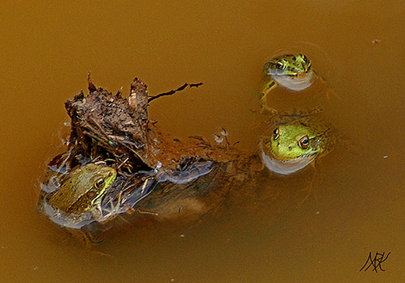 In Our Neighborhood/