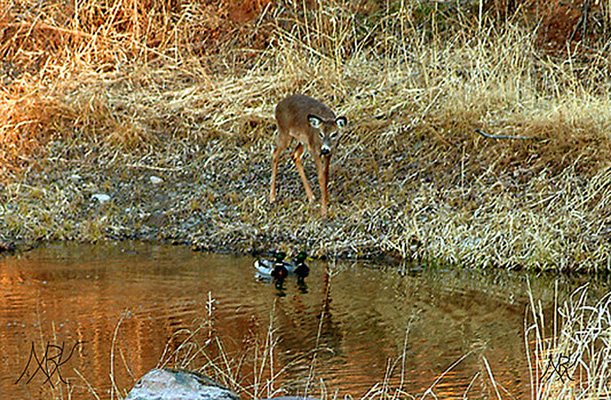 In Our Neighborhood/