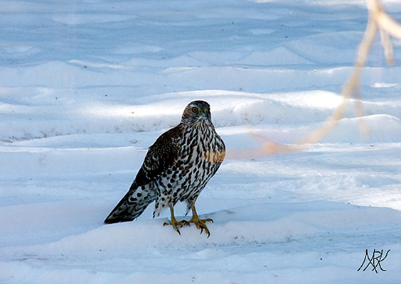 In Our Neighborhood/