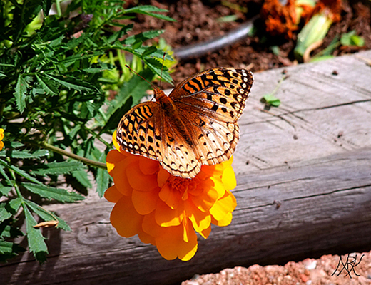 In Our Neighborhood/