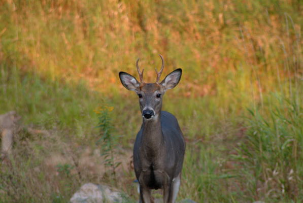 In Our Neighborhood/