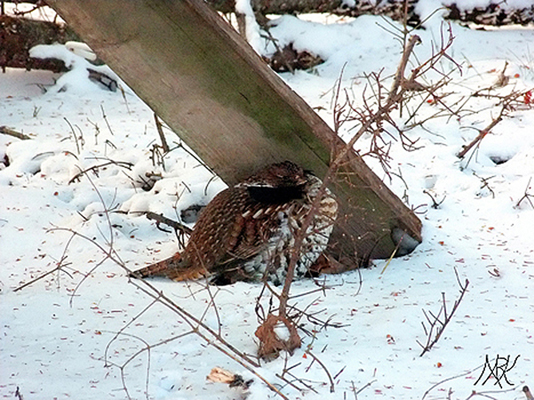 In Our Neighborhood/