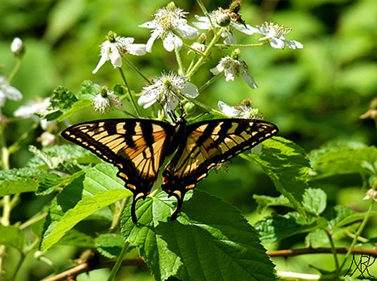 In Our Neighborhood/